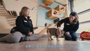 喵星人的奇思妙想 Inside the Mind of a Cat (2022)
